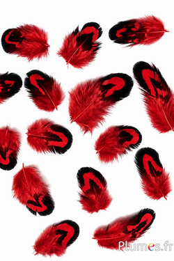 Fagiano di Reeves - 2-4 cm - rosso